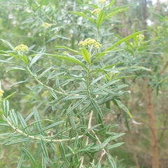 Ozothamnus ferrugineus