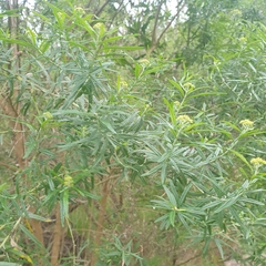 Ozothamnus ferrugineus