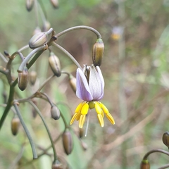 Dianella tasmanica