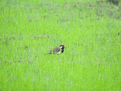Vanellus indicus