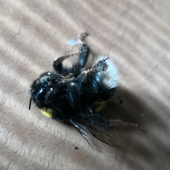 Bombus terrestris