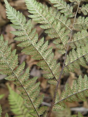 Dryopteris goeringiana