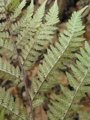 Dryopteris goeringiana