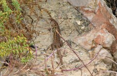 Psammodromus occidentalis