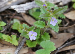 Veronica calycina