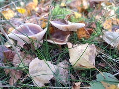 Rhodocollybia butyracea