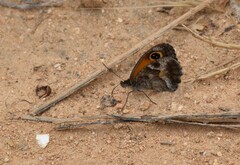 Pyronia cecilia