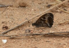 Pyronia cecilia