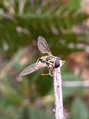 Simosyrphus