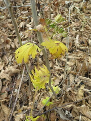 Aconitum taigicola