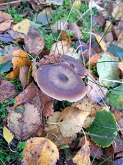 Rhodocollybia butyracea