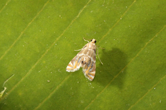 Acentropinae
