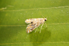 Acentropinae