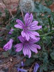 Malva sylvestris