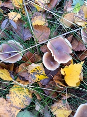 Rhodocollybia butyracea