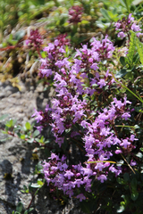 Thymus praecox polytrichus