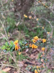 Pultenaea largiflorens