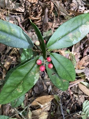 Ardisia brevicaulis