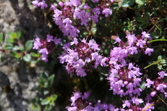 Thymus praecox polytrichus