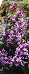 Thymus praecox polytrichus