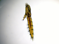 Marinogammarus obtusatus