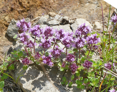 Thymus praecox polytrichus