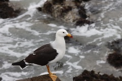 Larus belcheri