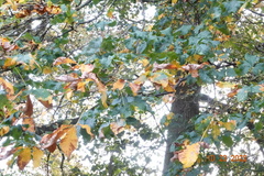 Aesculus × carnea