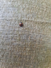 Harmonia axyridis
