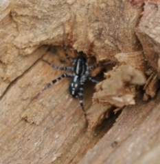 Nyssus coloripes