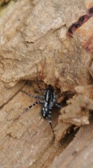 Nyssus coloripes