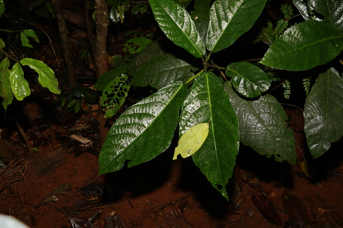 Plentiful fig (Ficus copiosa)