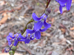 Lobelia gibbosa