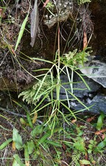Conioselinum longifolium