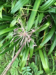 Agapanthus praecox