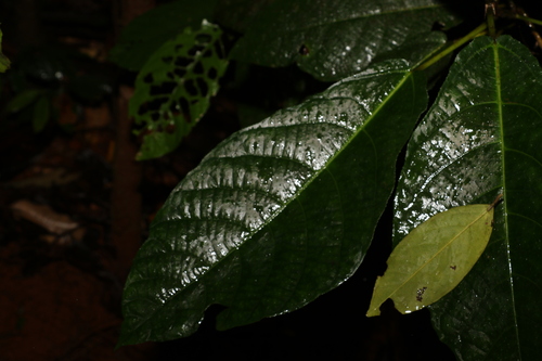 Image of Ficus copiosa by (c) Greg Tasney, some rights reserved (CC BY-SA)