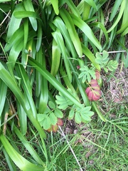 Agapanthus praecox