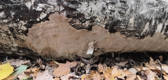 Phellinus laevigatus