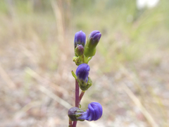 Lobelia gibbosa