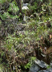 Conioselinum longifolium