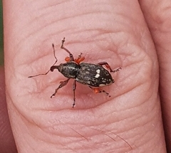 Aoplocnemis rufipes