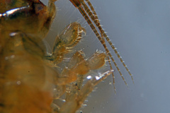 Marinogammarus obtusatus