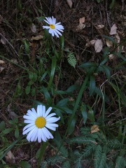 Leucanthemum maximum
