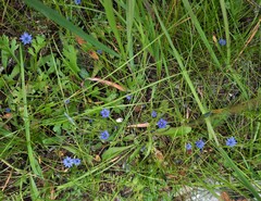 Gentiana prostrata