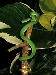Trimeresurus macrops