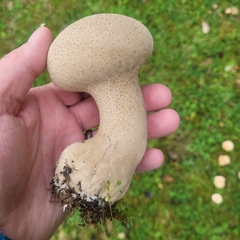 Lycoperdon excipuliforme