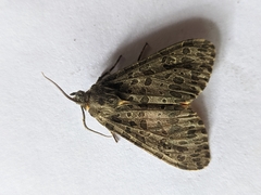 Olepa ricini
