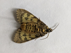 Olepa ricini