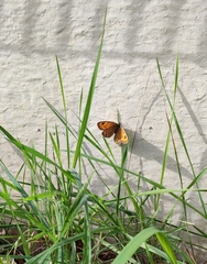 Lasiommata