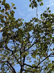 Dipterocarpus